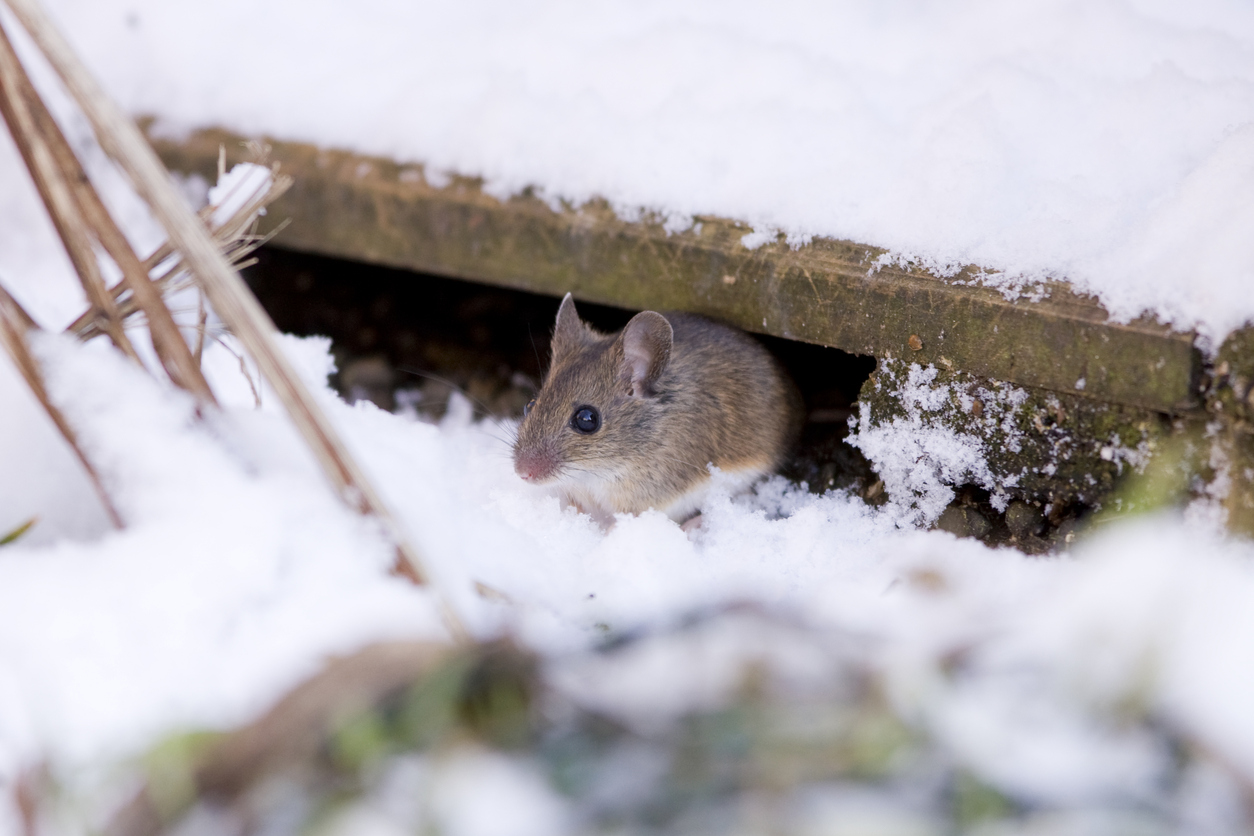 pest control park city